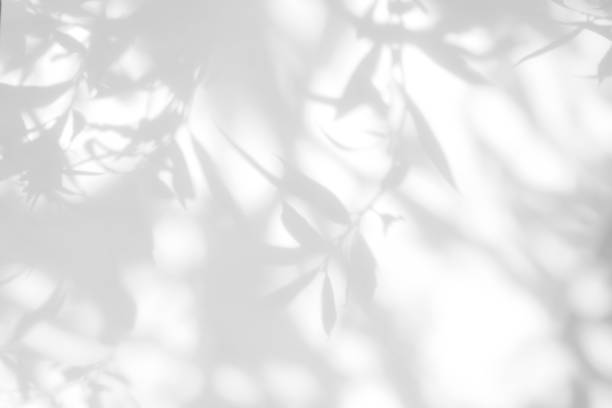 istock Gray shadow of the leaves on a white wall 1163887020