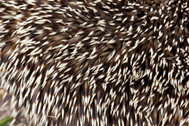 Four-toed hedgehog thorns (Erinaceus europaeus)