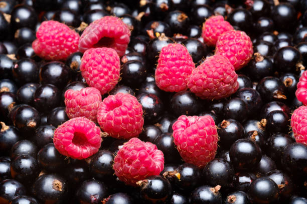 istock currants and raspberries red and black summer 1163888287