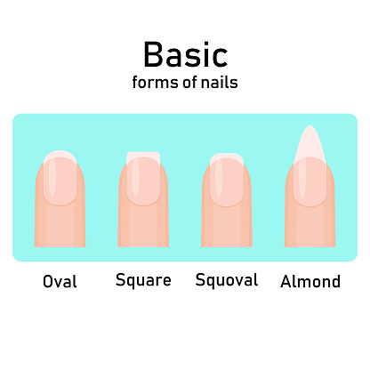 Different basic fashion natural nail shapes. Set kinds forms of nails. Salon nails type trends. Vector