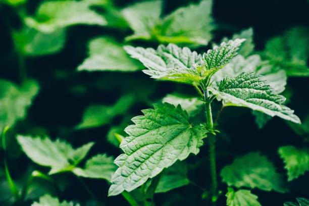 istock Stinging nettle leaves as background. Green texture of nettle. 1163889630