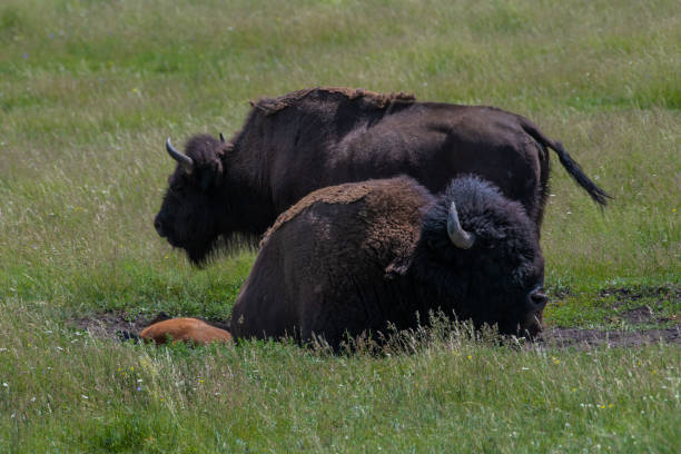 istock Bison (buffalo) with newborn calves 1163889878