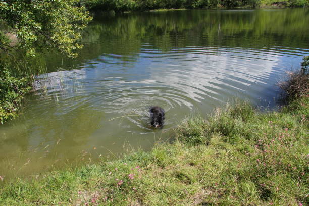 istock Dogs playing on the lake 1163890953
