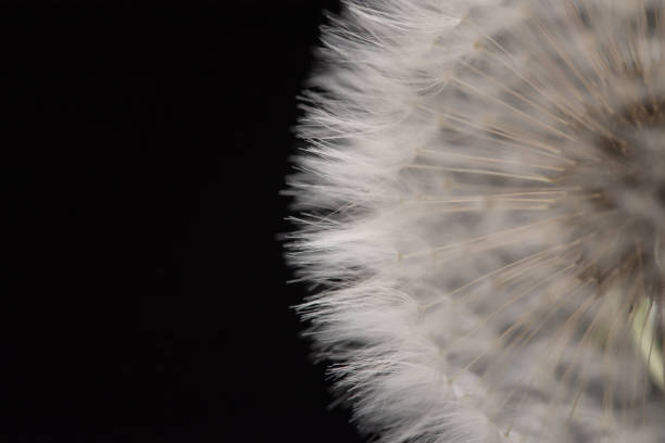 istock Dandelion Flower on The Black Background 1163891091