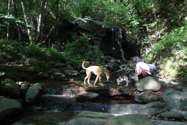 istock Beautiful dog puppy standing in a green forest 1163891190