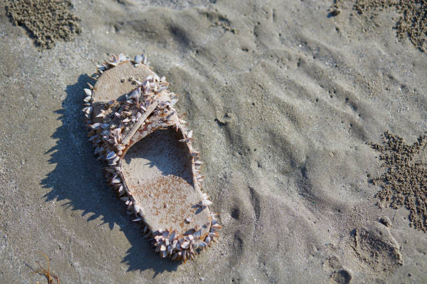 Pair of white sneakers left on sand at beach. Dunes with green grass vegetation. Summer vacation, holiday at sea concept.