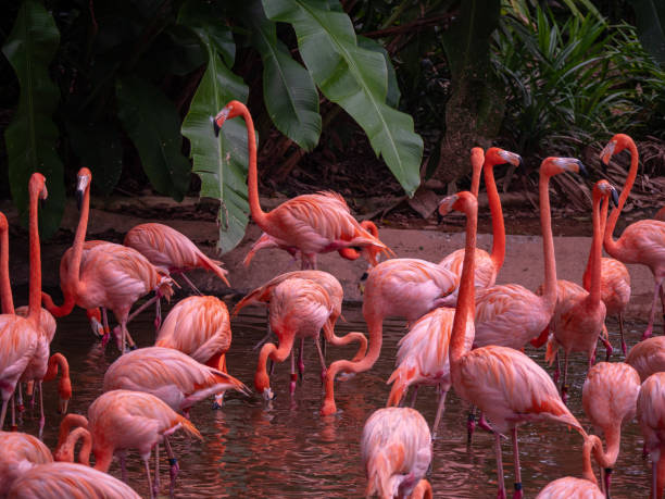 istock The Greater Flamingo (Phoenicopteriformes, Phoenicopteridae) 1163891575