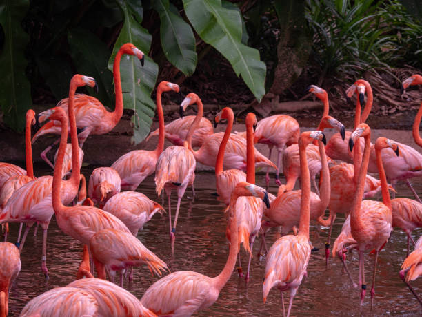 istock The Greater Flamingo (Phoenicopteriformes, Phoenicopteridae) 1163891640