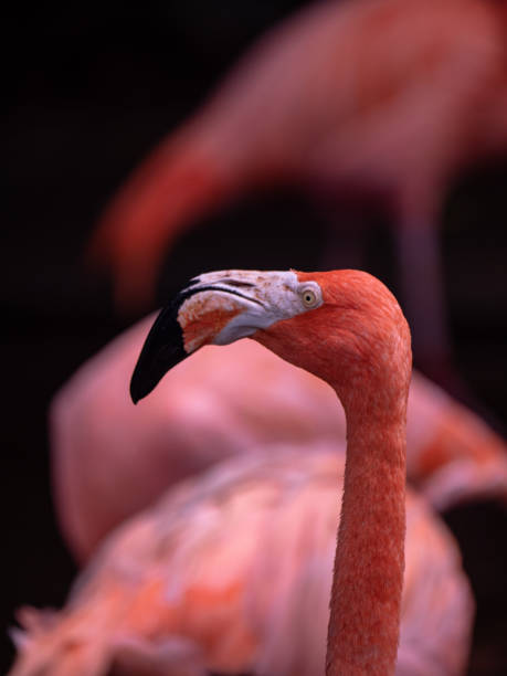 istock The Greater Flamingo (Phoenicopteriformes, Phoenicopteridae) 1163891984