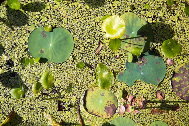 étang à la saison de floraison d'été - pond water lily water drop photos et images de collection