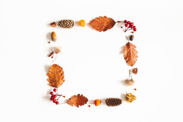 istock Autumn composition. Dried leaves, flowers, rowan berries on white background. Autumn, fall, thanksgiving day concept. Flat lay, top view, copy space 1163893571