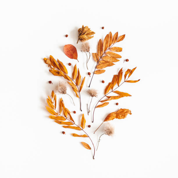 istock Autumn composition. Dried leaves, rowan berries on white background. Autumn, fall, thanksgiving day concept. Flat lay, top view, square 1163894245