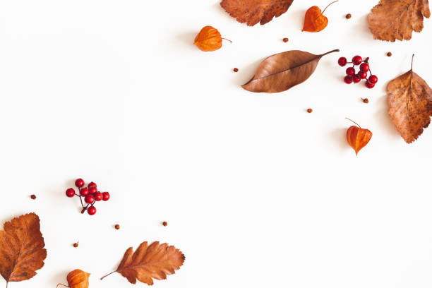 秋の作曲。白い背景に乾燥した葉、花、ローワンベリー。秋、秋、感謝祭のコンセプト。フラットレイ、トップビュー、コピースペース - fell down ストックフォトと画像