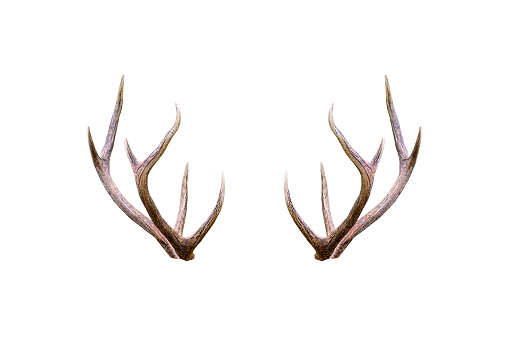 Beautiful male antler isolated on white background