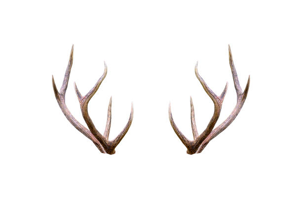 Beautiful male antler isolated on white background Beautiful male antler isolated on white background horned photos stock pictures, royalty-free photos & images