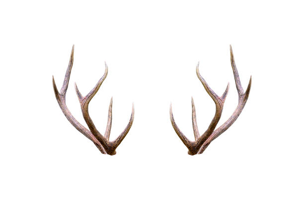 antler masculino bonito isolado no fundo branco - trompa de caça - fotografias e filmes do acervo