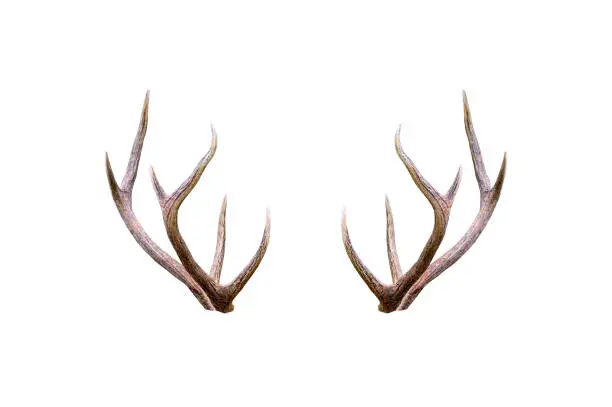 Beautiful male antler isolated on white background