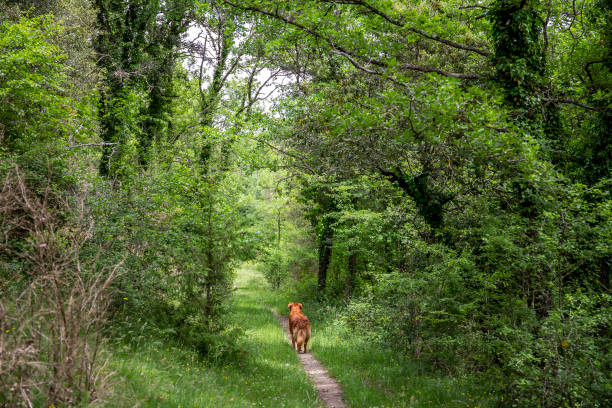 istock A day of treeking with a dog in Collsacabra. 1163894702