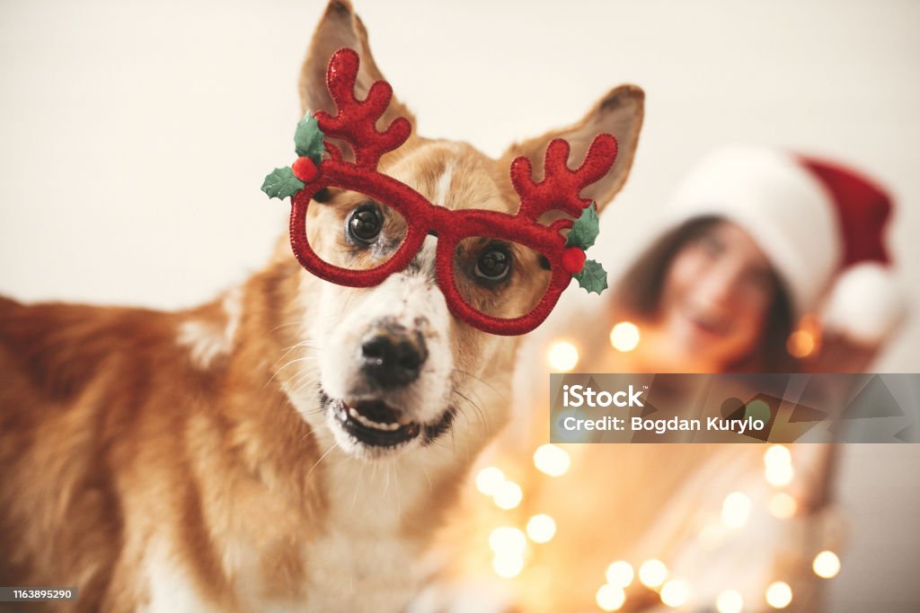 Cute Golden Dog In Festive Reindeer Glasses With Antlers Looking With Funny  Emotions On Background Of Smiling Girl In Santa Hat And Christmas Lights  Merry Christmas Happy Holidays Stock Photo - Download