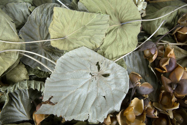 seco lotus/verão plantas de memória - lotus root water lotus plant - fotografias e filmes do acervo