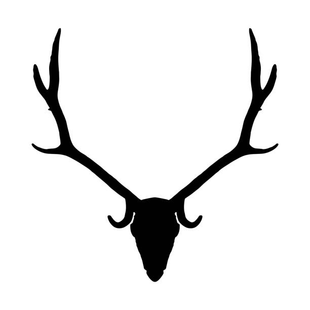 흰색 배경에 사슴 두개골 검은 실루엣, 벡터 eps 10 - antler stag deer animal skull stock illustrations