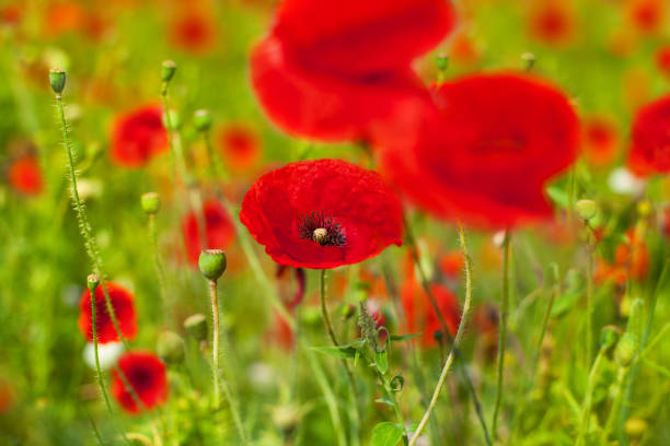 rote mohnblumen blühen auf grünem gras verschwommen bokeh hintergrund aus nächster nähe, schöne mohnfeld in blüte auf sonnigen sommertag landschaft, frühling saison natur helle wilde blumenwiese, kopierraum - oriental poppy poppy leaf close up stock-fotos und bilder