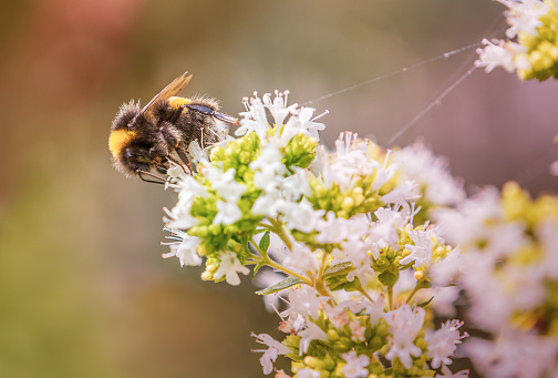 macro photo of buchu plant in bloom with bee on blurred background