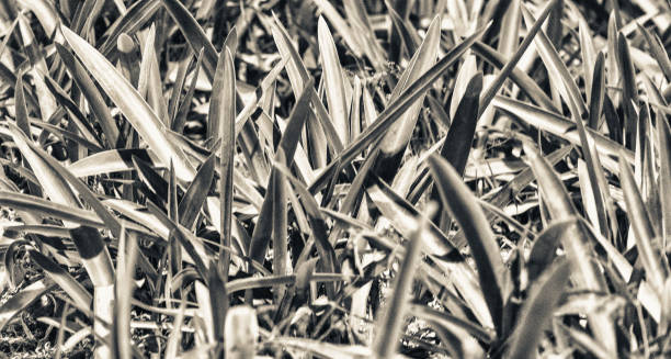 istock Beautiful grass of a meadow 1163896804