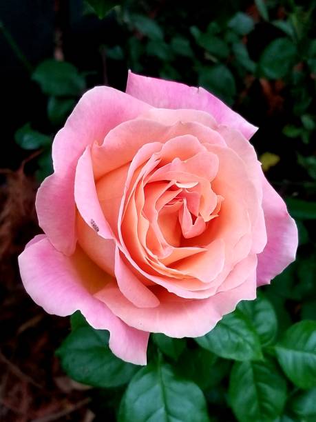 istock Flowers of the Pacific Northwest 1163897147