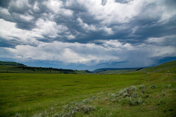 Bison and calves moving in huge numbers in straight line