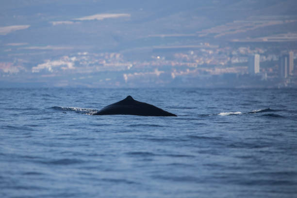 istock Sperm whale in Adeje Coast. 1163900810