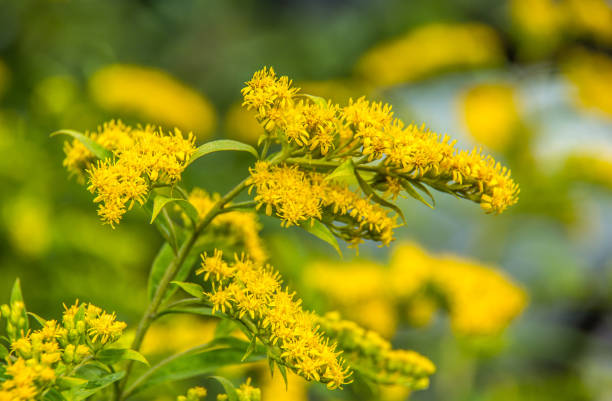 Solidago canadensis. Canadian goldenrod. Yellow summer flowers. Medicinal plant stock photo