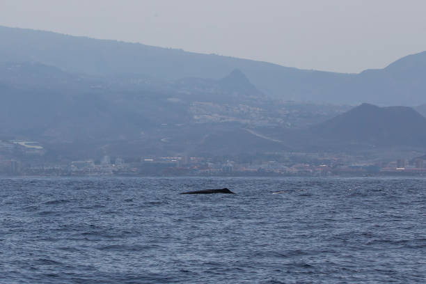 istock Sperm whale in Adeje Coast. 1163901289