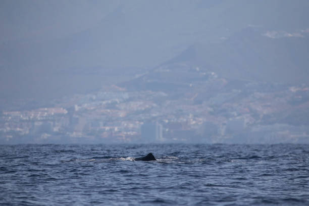 istock Sperm whale in Adeje Coast. 1163901577