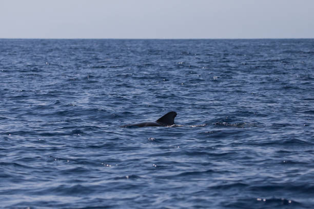 istock Bryde's whale in Adeje Coast. 1163901812