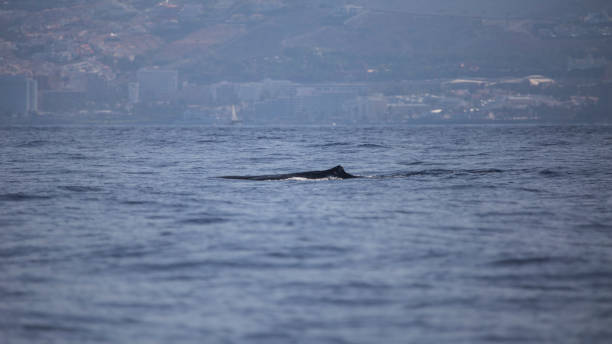 istock Sperm whale in Adeje Coast. 1163901895