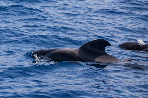 istock Bryde's whale in Adeje Coast. 1163902460