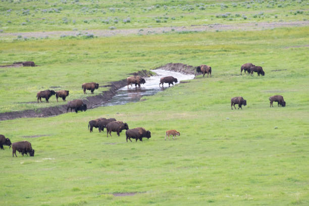 istock Bison (buffalo) in the hundreds move in straight line thorough valley 1163902680