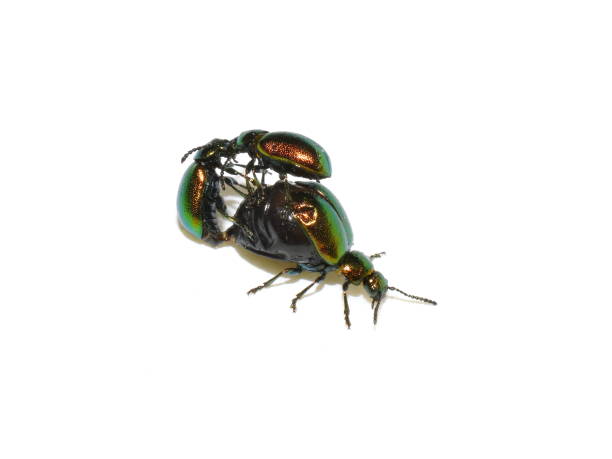 istock Green dock beetle males fighting 1163902715