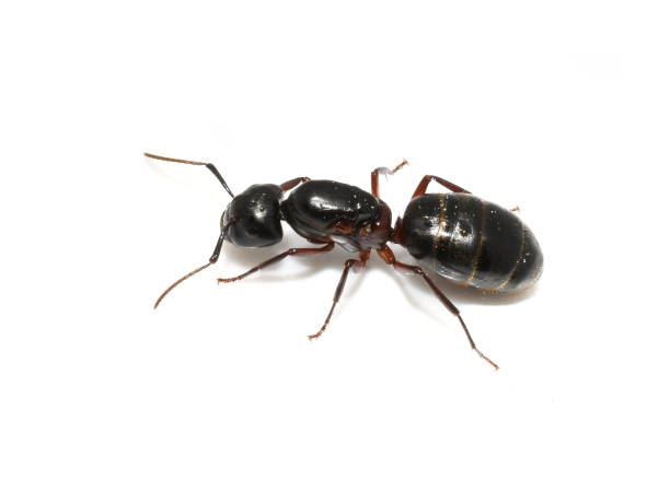 fourmi charpentière camponotus sp. - wood ant photos et images de collection