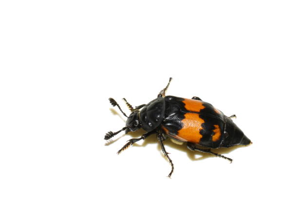 Nicrophorus investigator The carrion beetle Nicrophorus investigator on white background beetle silphidae stock pictures, royalty-free photos & images