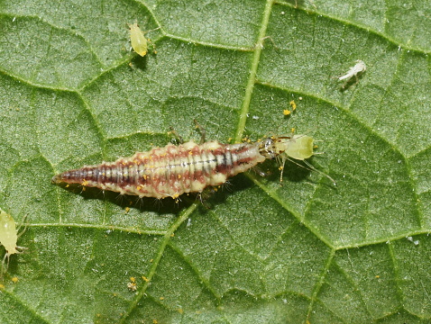 Chrysopidae lacewing larva on a green leaf eating an aphid