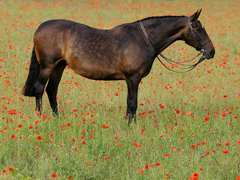 A bay hunter horse stands in a field of poppies