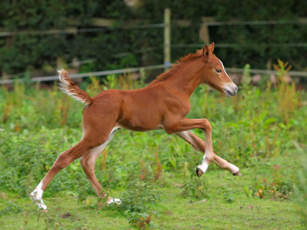 Running Foal A foal runs alone in a meadow. foal stock pictures, royalty-free photos & images
