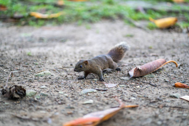 Cute little  squirrel looking for food in park, on the ground in public park in Taipei, Taiwan