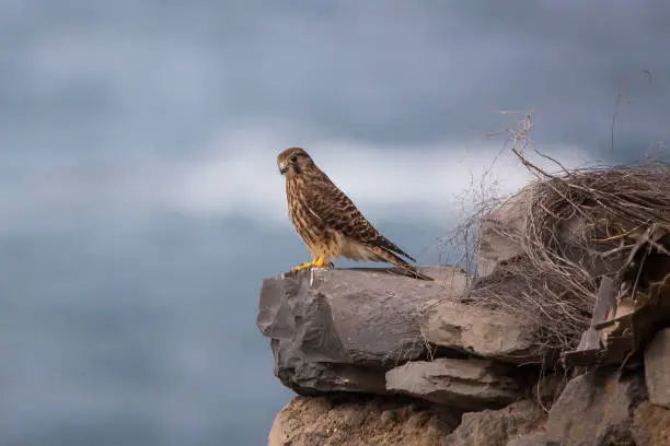 Photo of Kestrel (falco tinnunculus) female in Tenerife.