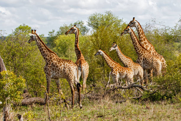 istock Giraffe herd in South Africa 1163903646