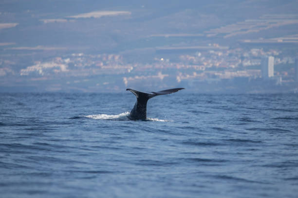 cachalote en la costa de adeje. - sighting fotografías e imágenes de stock