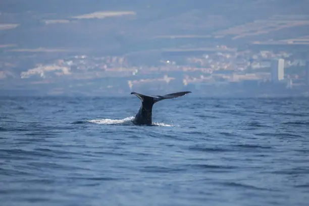 Sperm whale (physeter macrocephalus) in Adeje Coast (south of Tenerife), Canary islands, Spain.