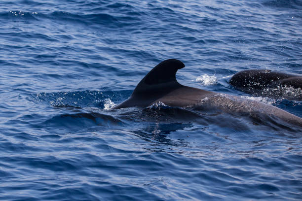 istock Bryde's whale in Adeje Coast. 1163903913